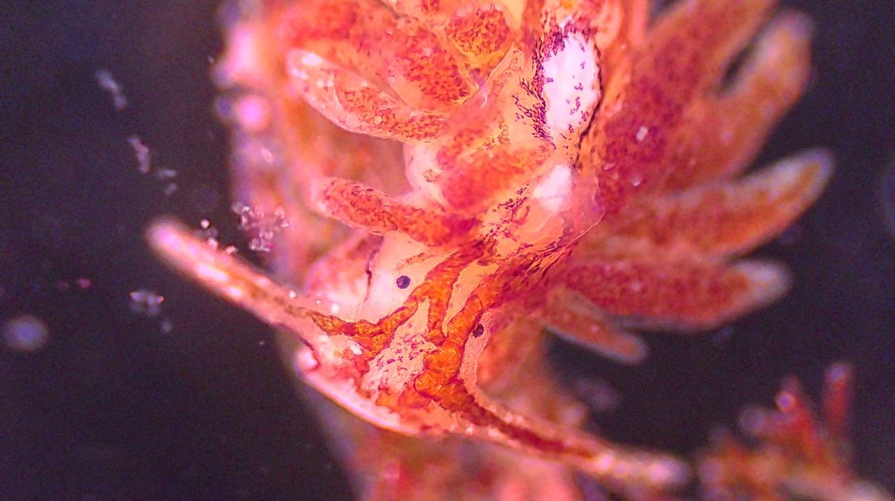 L�invisibile pannello solare del Tirreno: anatomia e segreti di Placida dendritica